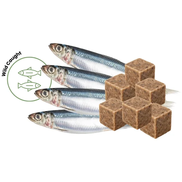 Frozen sardine dog food cubes for easy portioning.