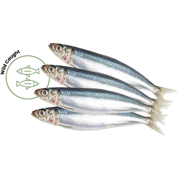 Whole sardines dog food – fresh frozen whole fish rich in omega-3 for dogs