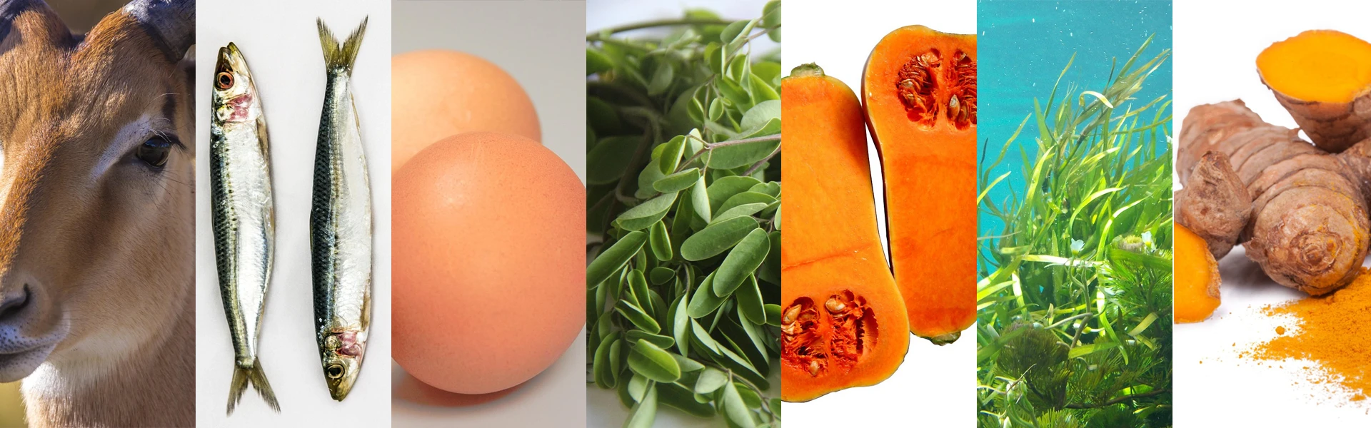 Thrive Dog Food Ingredients - Ethical, Sustainable, Healthy Ingredients 2