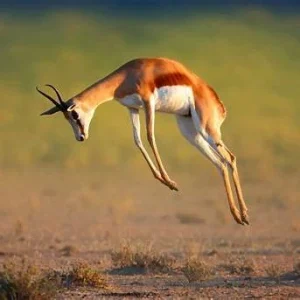 Thrive Raw Dogfoodf South Africa 0037